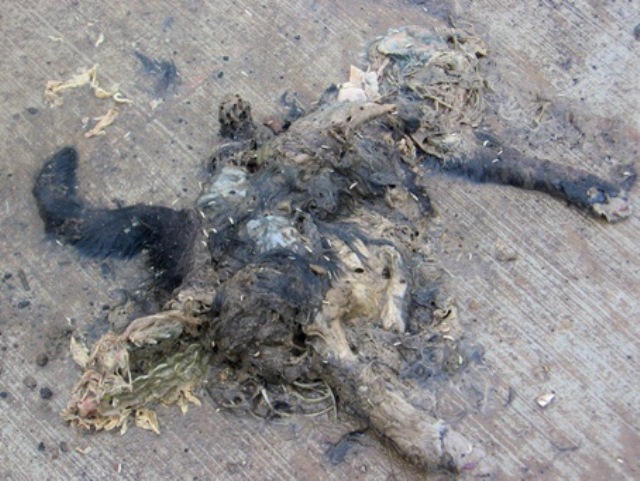 Dead Animal Carcass