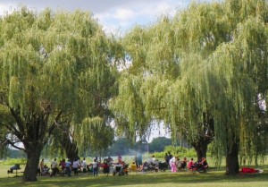 Group picnics beneath willows on Belle Isle July 29, 2012.