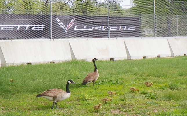 Geese and baby goslings were trapped by fences outside of barricades.