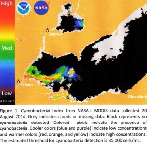 NASA map showing toxic algae still present in Lake Erie at Toledo Aug. 20, 2014. Map shows how Detroit River, contaminated by WWTP sewage, flows into Lake Erie.