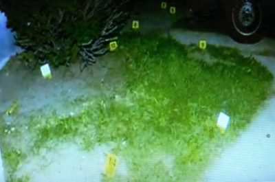 Slide of some of shell casings; MSP report says they did not match ammo that would have come from gun Sanford described.
